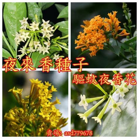 夜來香種植|夜香樹(夜丁香):植物形態,生長習性,分布範圍,繁殖方法,栽培,扦插。